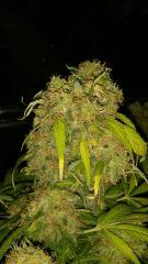 Floraison  69 (11)