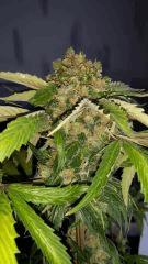 Floraison  64 (3)