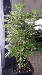 Floraison  23 (4)