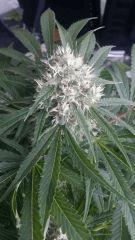 Floraison  56 (13)