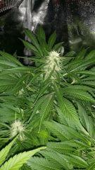 Floraison  47 (1)