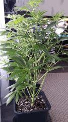 Floraison  21 (6)