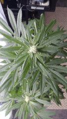Floraison  34 (1)