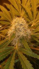 Floraison  50 (14)