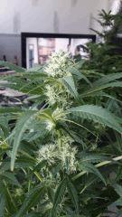 Floraison  37 (13)