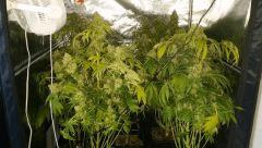 Floraison  67 (15)