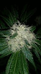 Floraison  41 (10)