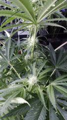Floraison  31 (8)