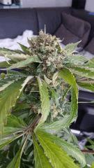 Floraison  63 (3)