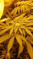 Floraison  30 (7)