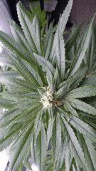 Floraison  39 (1)