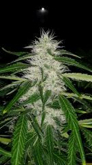 Floraison  51 (13)