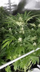Floraison  44 (5)