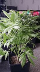 Floraison  22 (10)