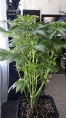 Floraison  25 (15)