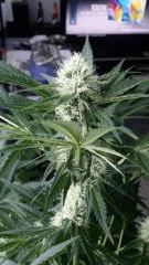 Floraison  34 (12)