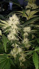 Floraison  45 (15)