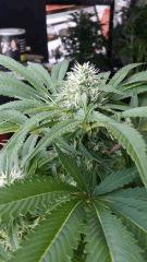 Floraison  43 (9)