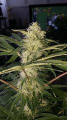 Floraison  38 (14)