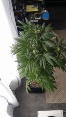 Floraison  45 (1)