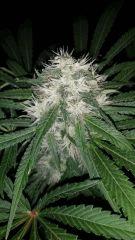 Floraison  51 (7)