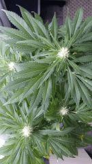Floraison  39 (7)