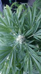 Floraison  46 (10)