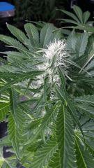 Floraison  45 (7)