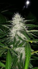 Floraison  51 (12)