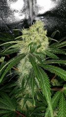 Floraison  44 (18)