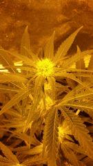 Floraison  26 (15)