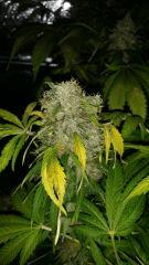 Floraison  67 (11)