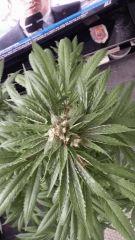 Floraison  55 (18)