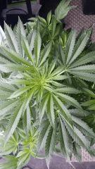 Floraison  22 (7)