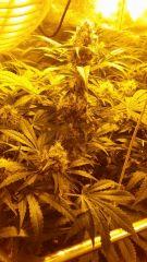 Floraison  49 (5)