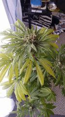 Floraison  63 (1)
