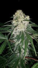 Floraison  48 (19)