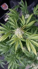 Floraison  55 (4)