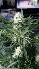Floraison  34 (11)