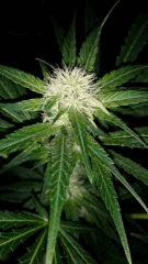 Floraison  29 (13)