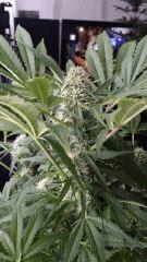 Floraison  45 (10)