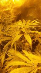 Floraison  50 (3)
