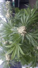 Floraison  56 (14)