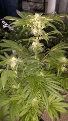 Floraison  42 (8)