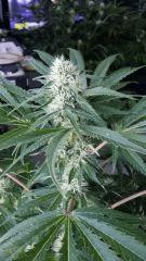 Floraison  36 (12)