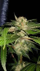 Floraison  51 (3)