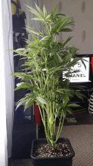 Floraison  23 (2)