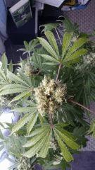 Floraison  63 (10)