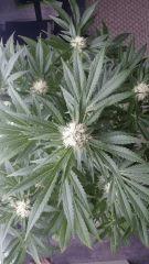 Floraison  38 (18)