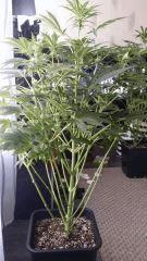 Floraison  25 (4)